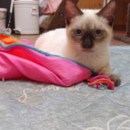 生後４ヶ月のシャムの子猫