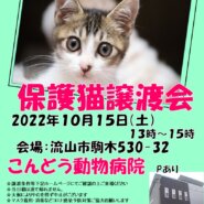 【流山市】１０/１５（土）こんどう動物病院保護猫譲渡会