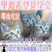 堺市北区「QOL南大阪保護猫シェルター」臨時里親希望見学会