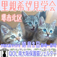 堺市北区「QOL南大阪保護猫シェルター」臨時里親希望見学会