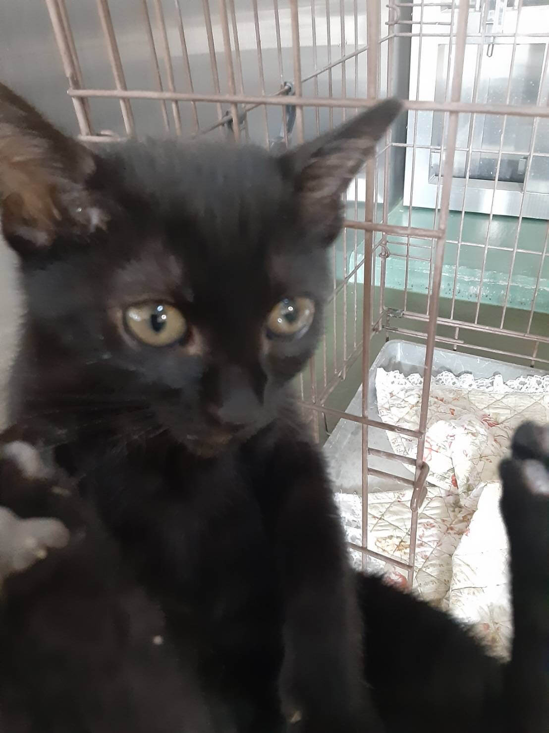 黒猫 ぽちとたま