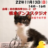 【柏市】11/13(日)根本ダンススタジオ保護猫譲渡会