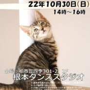 【柏市】10/30（日）根本ダンススタジオ保護猫譲渡会