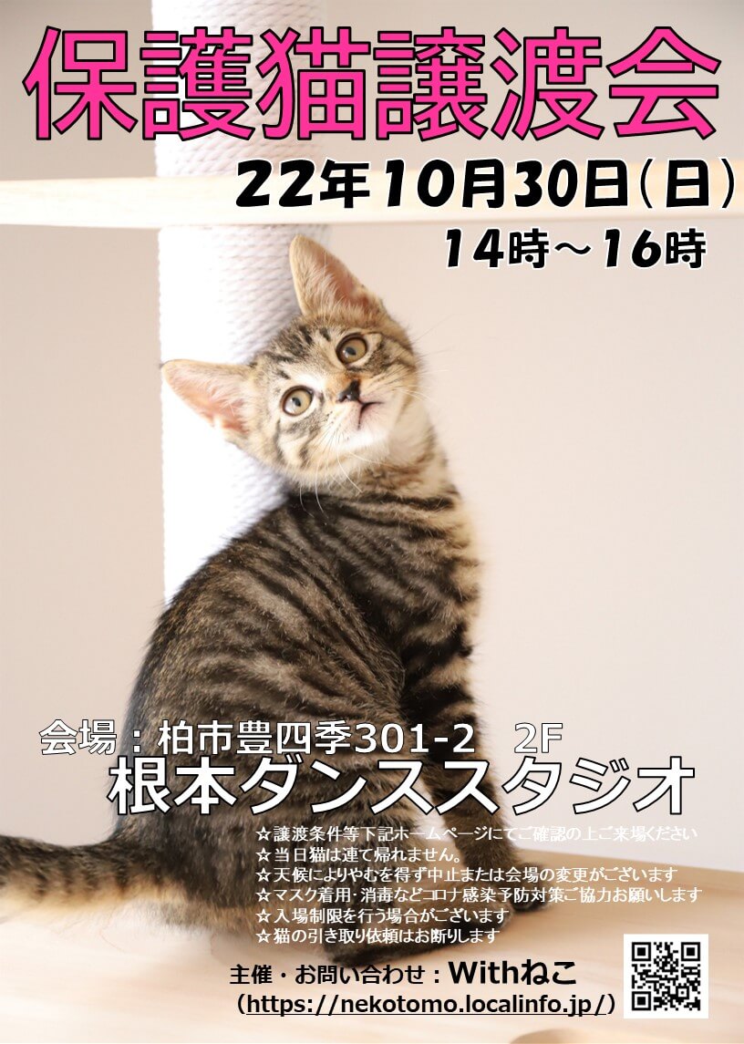 【柏市】10/30（日）根本ダンススタジオ保護猫譲渡会