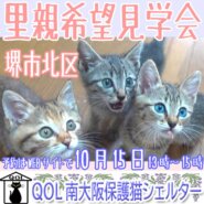 堺市北区「QOL南大阪保護猫シェルター」里親希望見学会