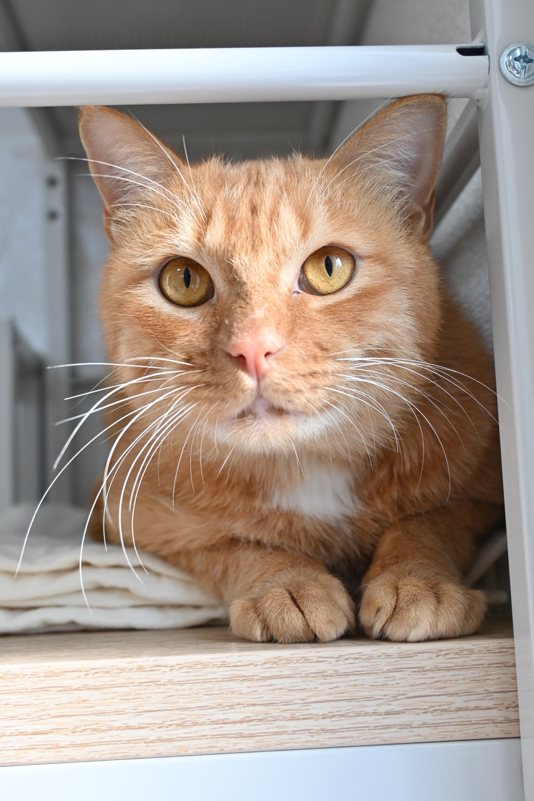 トッポギ：人間大好き。仲良くできる猫は少なめです。