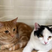 in瀬戸市～子猫達がいる保護猫の譲渡会2022年12月17日（土）～ 非営利団体「ちーむ にゃいんず」
