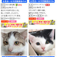子猫がいる20匹の譲渡会／愛知県みよし市