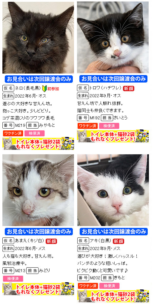 子猫がいる20匹の譲渡会／愛知県みよし市