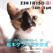 【柏市】1/15（日）根本ダンススタジオ保護猫譲渡会