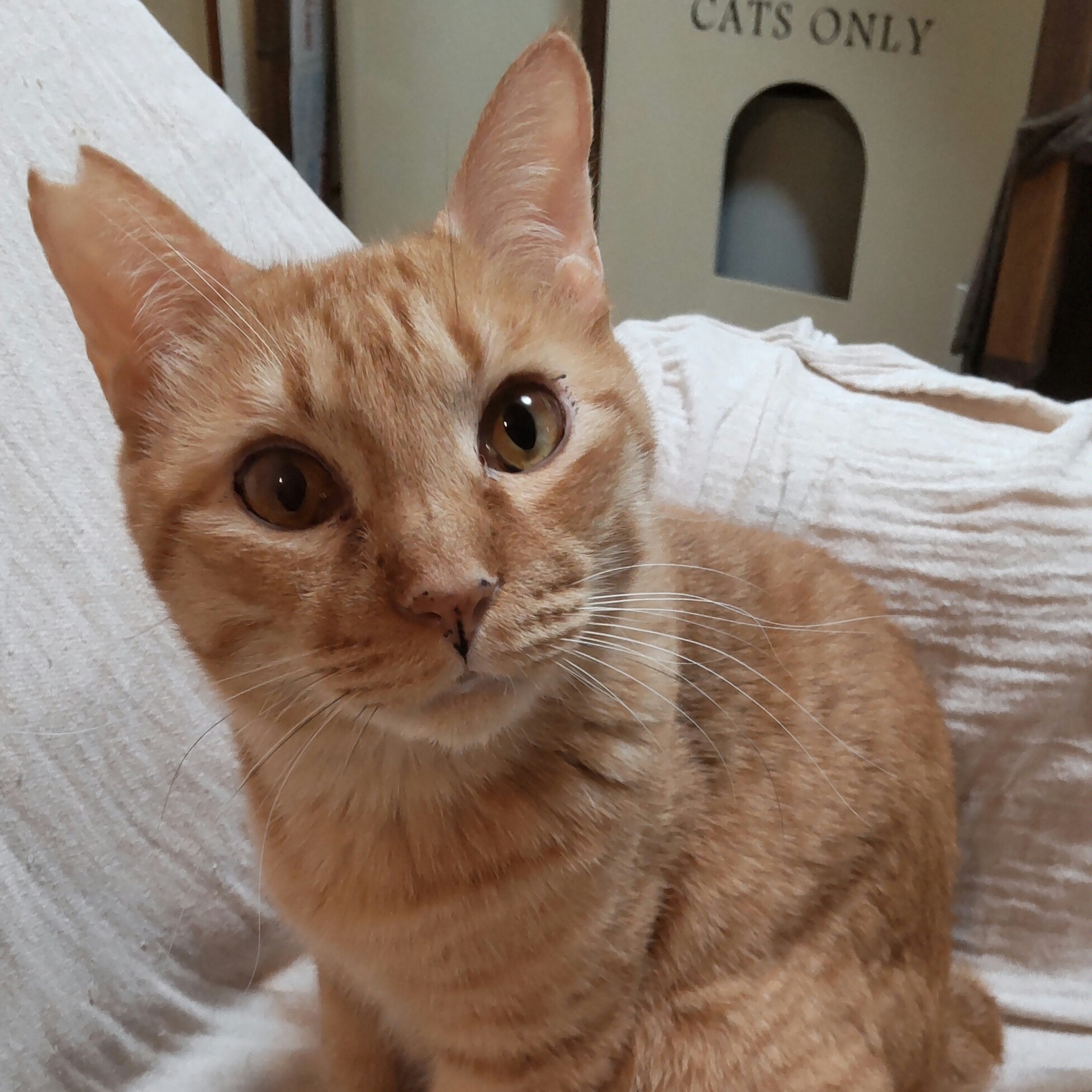 【多頭崩壊レスキュー】繊細で大胆、猫の人望が厚い男の子