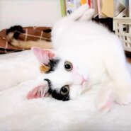in春日井市☆保護猫たちの譲渡会2023年2月18日（土）～ 非営利団体「ちーむ にゃいんず」