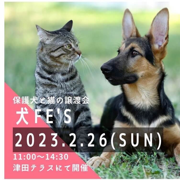 保護犬猫の譲渡会【犬Fēs】