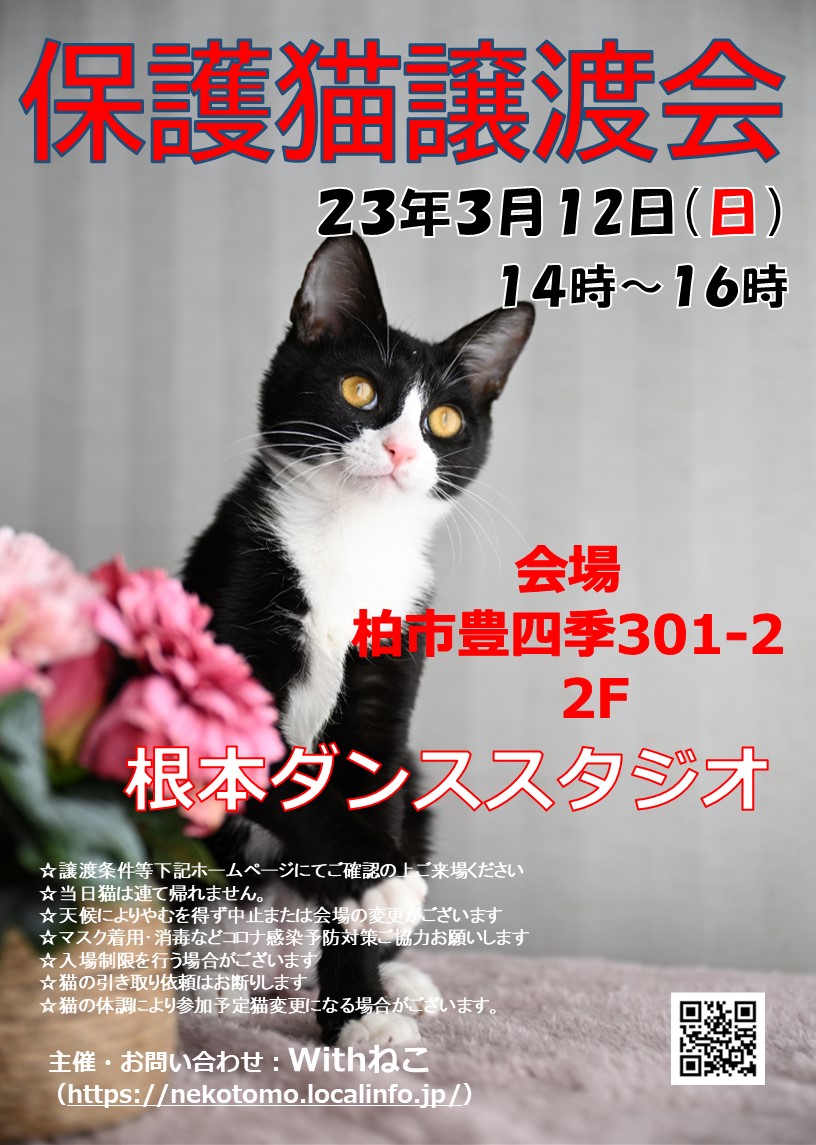 【柏市】3/12（日）根本ダンススタジオ保護猫譲渡会