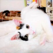 in瀬戸市☆保護猫たちの譲渡会2023年4月1日（土）～ 非営利団体「ちーむ にゃいんず」