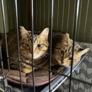 ２歳の成猫兄弟