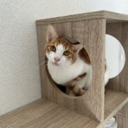 【里親決定】佐助（さすけ）：遊ぶのもおやつも大好き！ やんちゃな男の子。