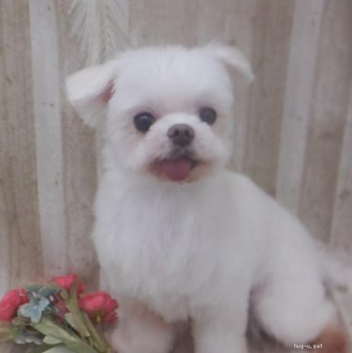 人が大好き❤舌ベロ❤ジュニア君