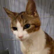 苦労続きだった小柄で美形なおばあちゃん猫