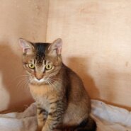 人も好き猫も大好き！7か月アビシニアン風そら豆