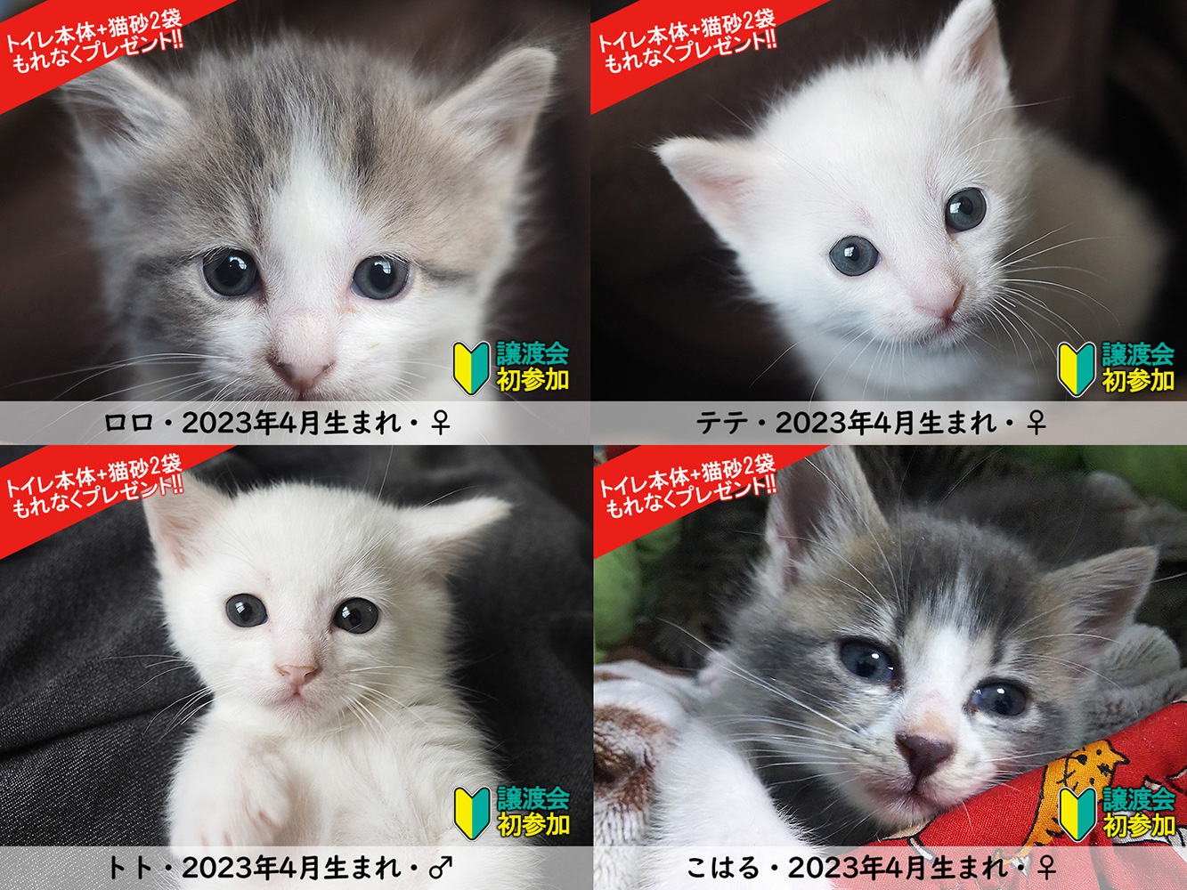 子猫まつり！子猫14匹・中猫6匹の譲渡会／愛知県みよし市