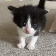 生後１ヶ月弱の子猫