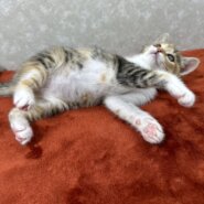 三毛3月生まれ！おっとりして少しおとぼけ美猫💛楓