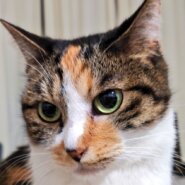 じっと見つめてくるプリンちゃん