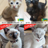 子猫まつり（子猫18匹・中猫2匹）／愛知県みよし市