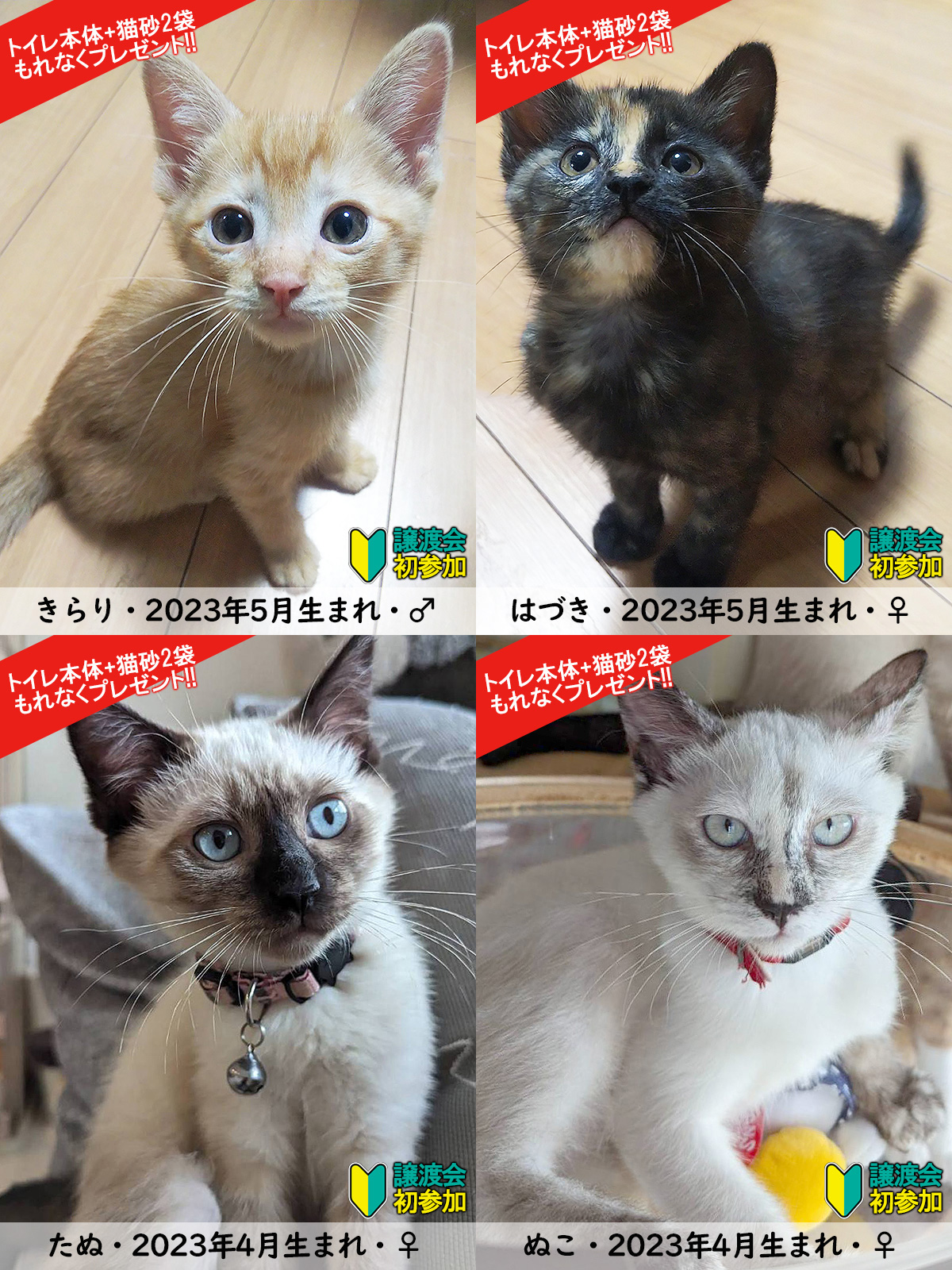 子猫まつり（子猫18匹・中猫2匹）／愛知県みよし市