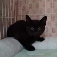 お目目パッチリの可愛い黒猫子猫のまな！