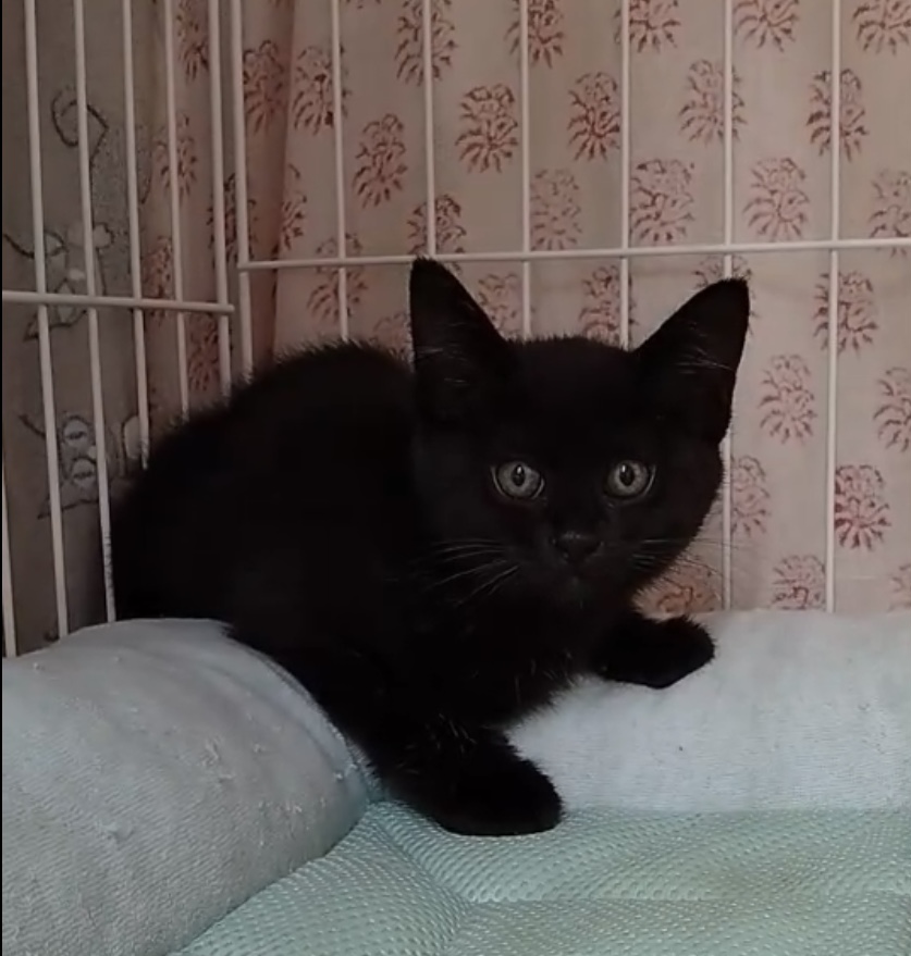 お目目パッチリの可愛い黒猫子猫のまな！