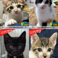 子猫まつり（子猫20匹・中猫2匹）譲渡会／愛知県みよし市