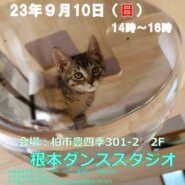 【柏市】9/10（日）根本ダンススタジオ保護猫譲渡会