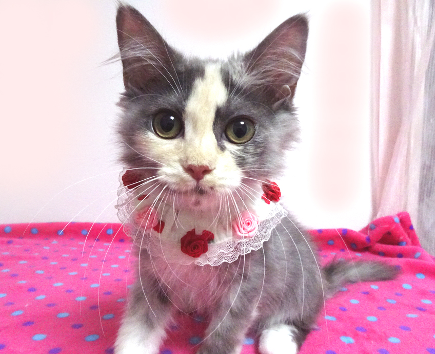 純血サイベリアン♪甘えた★ひとみちゃん4ヵ月