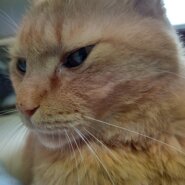 こいし(10歳のオスです)