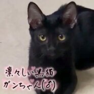 凛々しい黒猫♬ガンちゃん(♂)