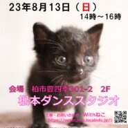 【柏市】８/13（日）根本ダンススタジオ保護猫譲渡会