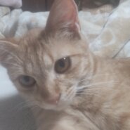 小顔猫