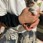 生後1ヶ月後仔猫　女の子