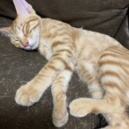 人懐こく穏やかな茶トラ男の子5ヶ月