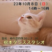 ☆猫カフェ風☆根本ダンススタジオ保護猫譲渡会