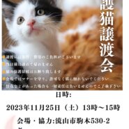 【流山市】１１/２５（土）こんどう動物病院保護猫譲渡会