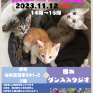 ☆猫カフェ風☆根本ダンススタジオ保護猫譲渡会