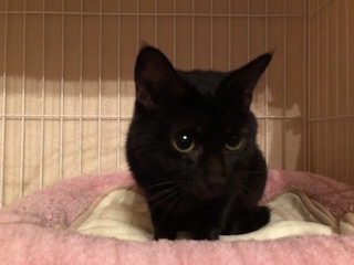 人が大好きな甘えん坊の黒子猫クララ！