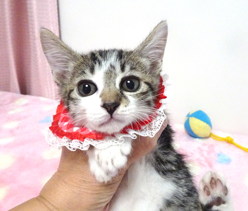 甘えた♪愛護センターから★千色(チイ)ちゃん2ヵ月