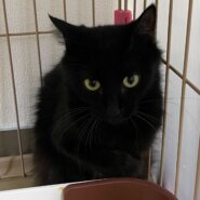 美人黒猫✨やや長毛✨まりもちゃん♀✨人馴れ⭕️