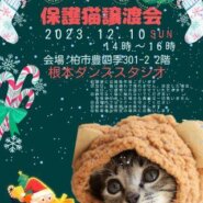 【柏市】12/10（日）根本ダンススタジオ保護猫譲渡会