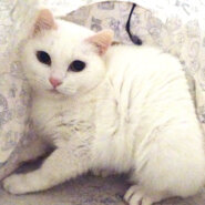ビビリの美形白猫★ゆりちゃん１歳