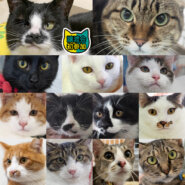 20匹の猫います！愛知県みよし市